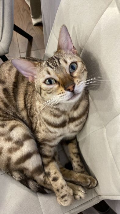 Потерялась кошка