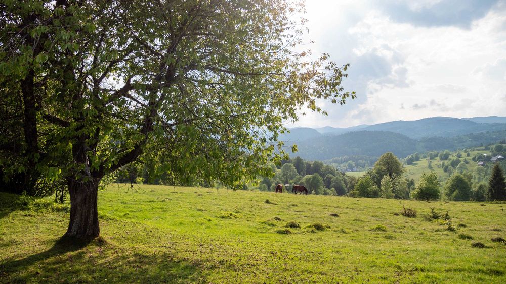 Vand teren cabana in Apuseni