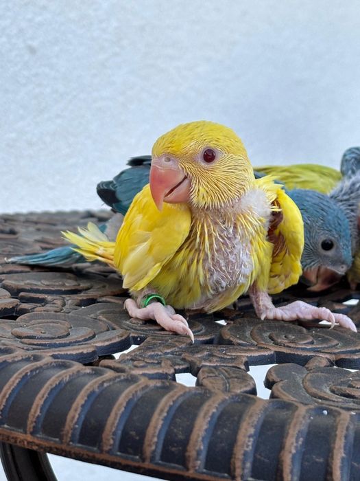 Papagali vorbitori puiuti blanzi micul alexandru alexander