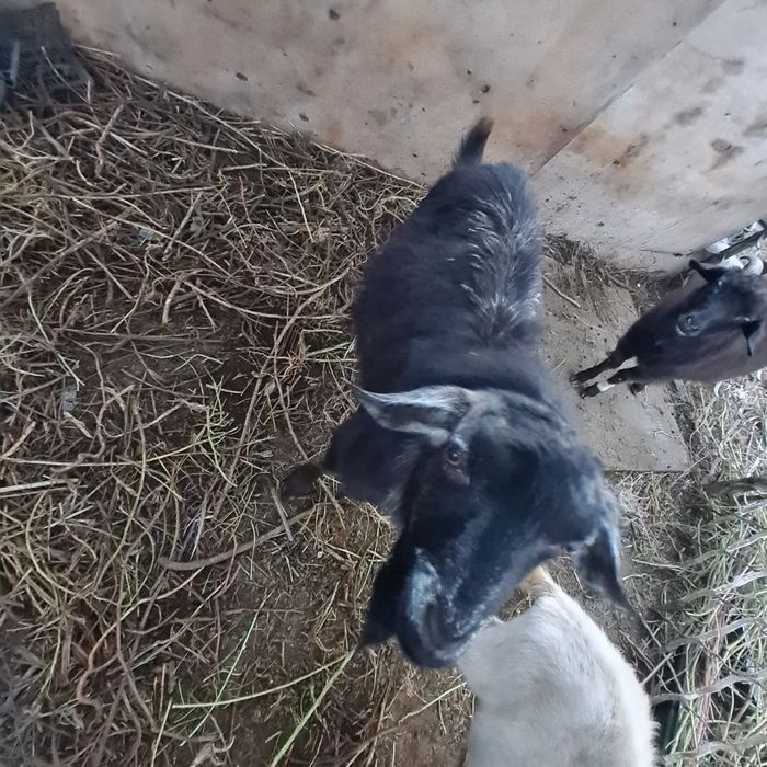 Лак ешкилер бар калада