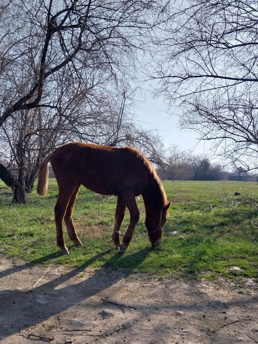 Жабағыдан таиға шығар сатылады