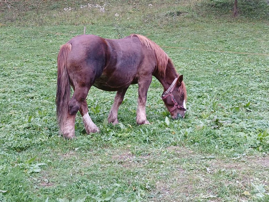 Vand iapa de 7ani si o manza de 1 an si 9 luni
