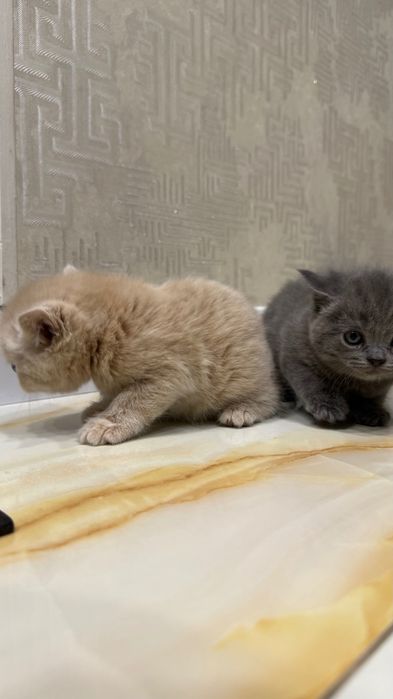 Британский скотш волд