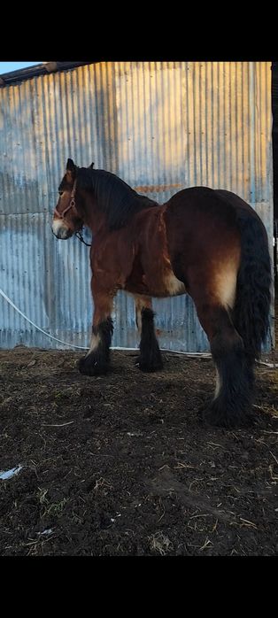 Armăsar Belgian 3 ani