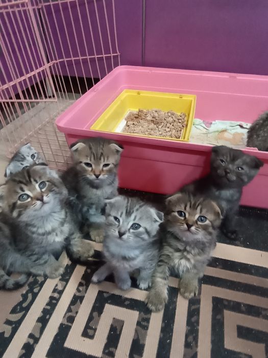 Продам котят скоттиш-фолд