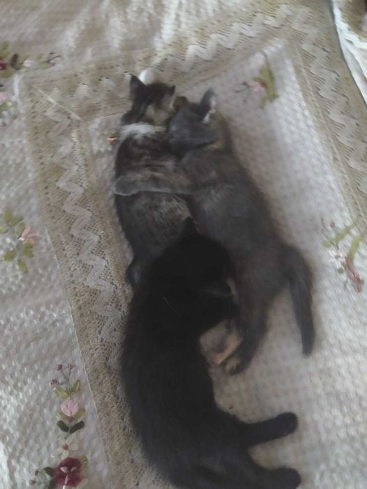 котята в хорошие руки