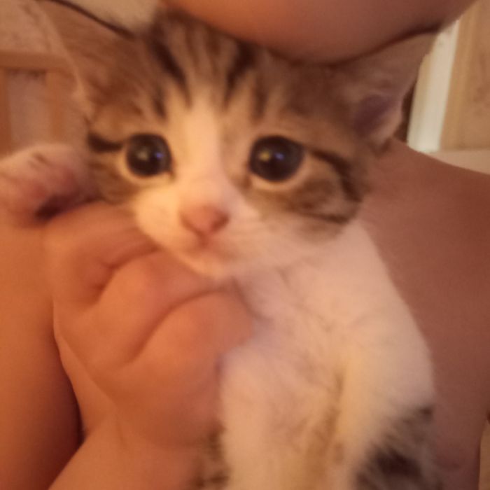 Бритаские котята один месяц