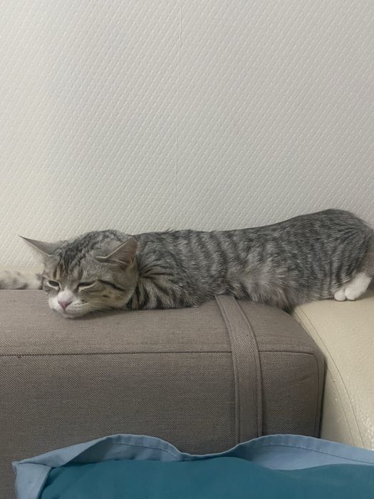 Продаеться британский кот.