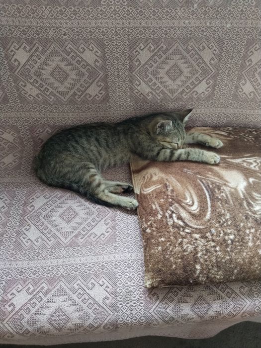 Котята даром в добрые руки