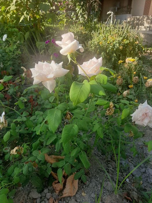 Атир гуллар кўчати сотилади. Иссиқхонада эмас, ишончли