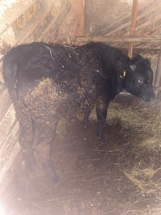 Продам КРС с откорма