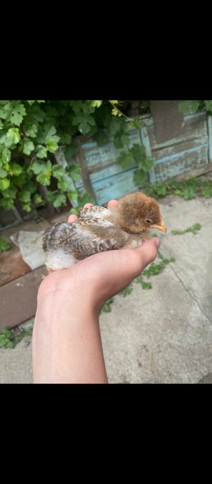 Кученские Юбилейные циплята