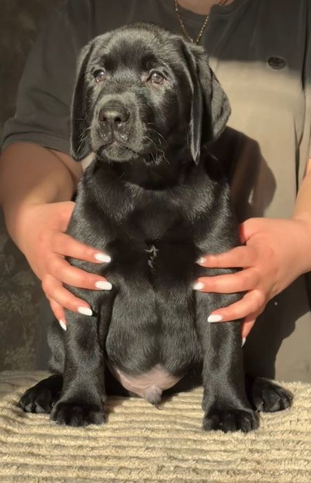 Предлагаются щенки лабрадора