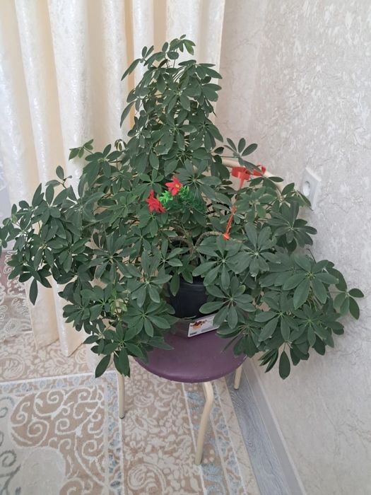 Цветы и подставка