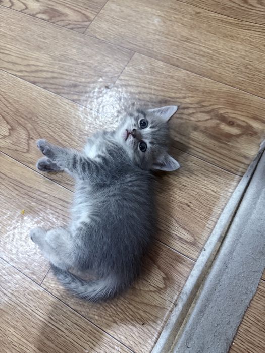Отдам котят в добрые руки.