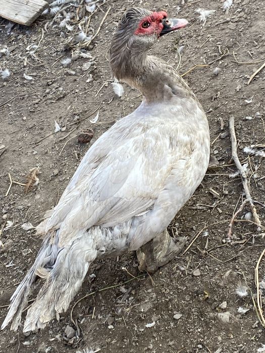 Изабелла  крупный селезень шипун