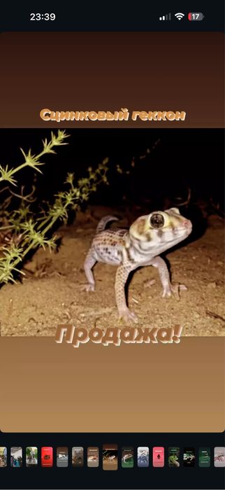 Продается сцинковый геккон