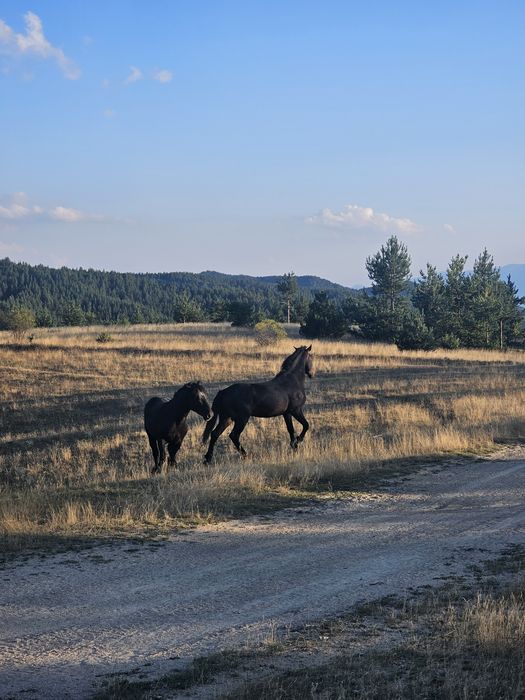 Prodavat se dvama bratq 2 i 3 godini