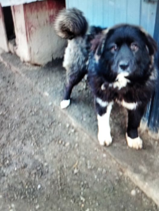 Vind cățelușă de rasă Ciobanesc de Bucovina corb