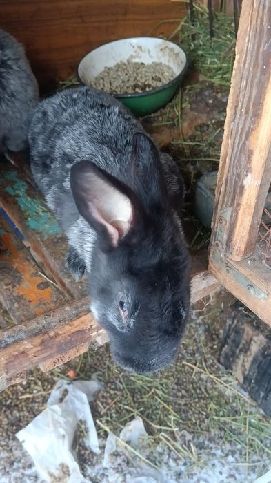 Кролики Серебро Полтавское