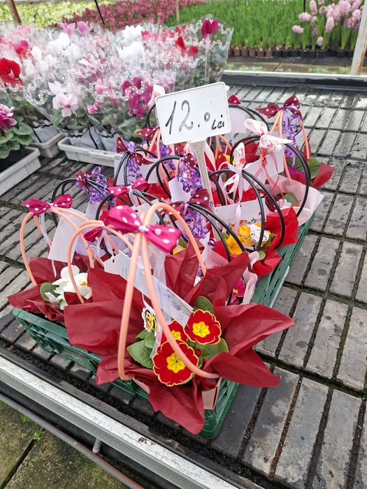 Zambile ,cyclamen și primule