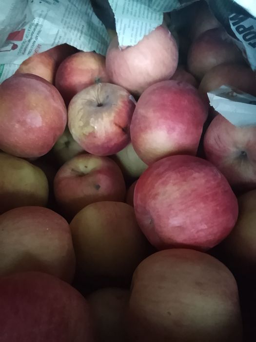 Продам горный яблоки
