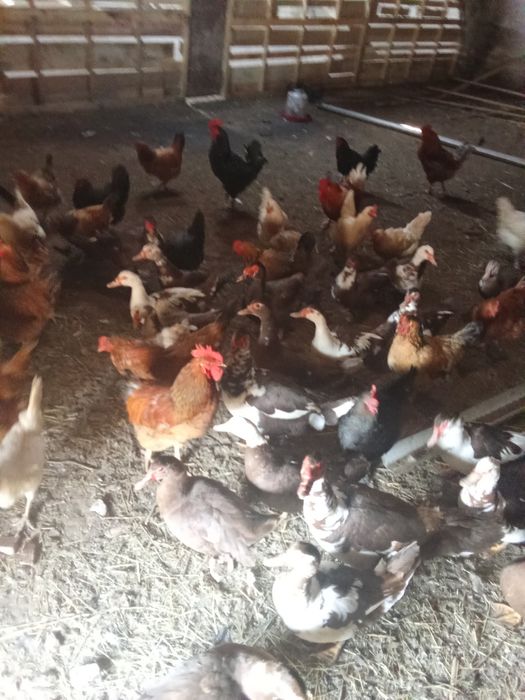 Домашние  куры молодки