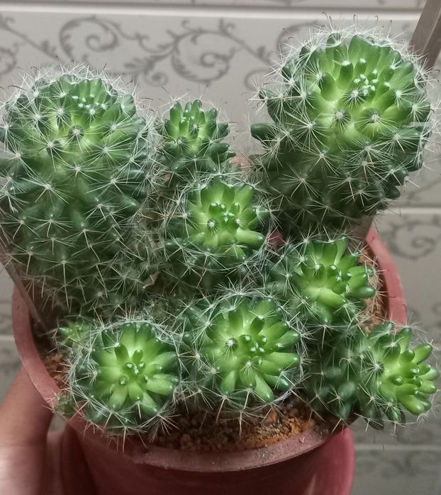 Гуллар сотилади40 000дан 100 000гача  яхши парвариш қилинган