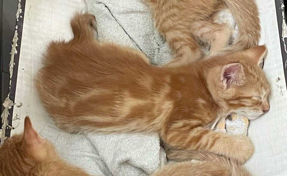 Рыжий котенок бесплатно в хорошие руки