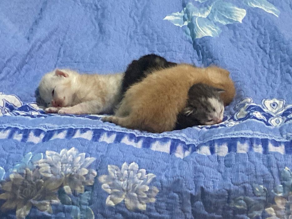 Шотландская кошка с котятами