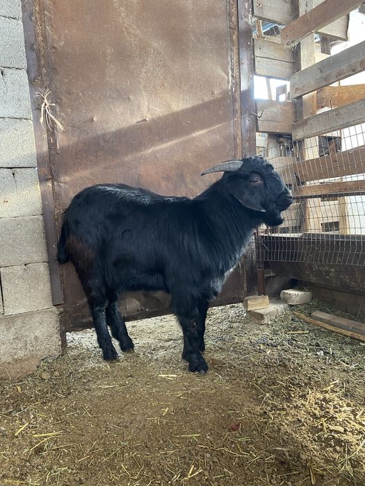 Козел есть еще козел