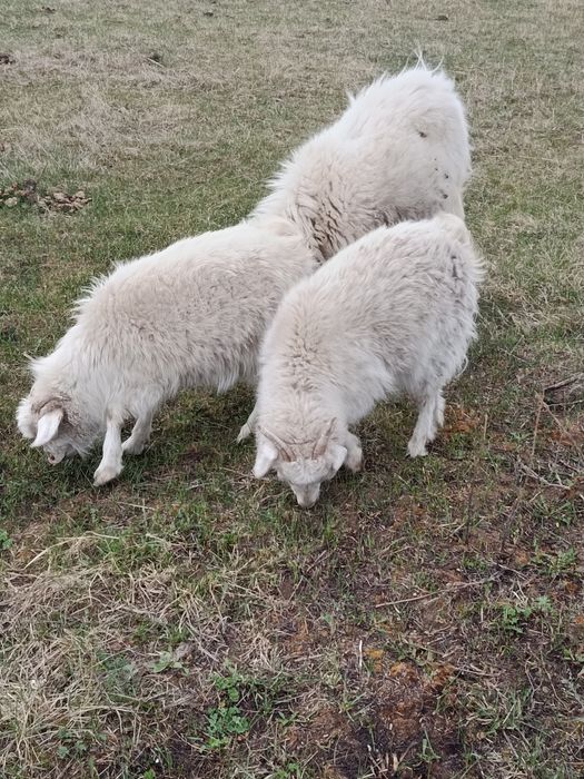 Продам двух коз и козла