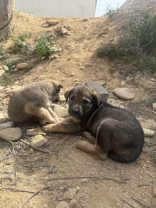 Щенята в Актау добрые руки только