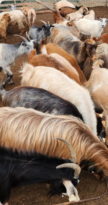 Vând turmă de capre