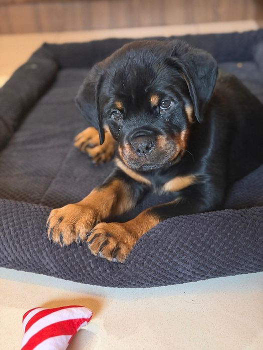 Pui rottweiler cu pedigree