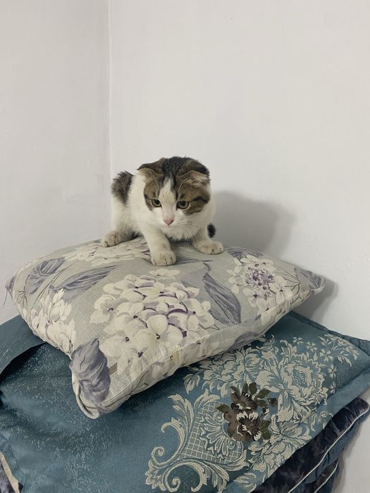 Кошка пародняа ..