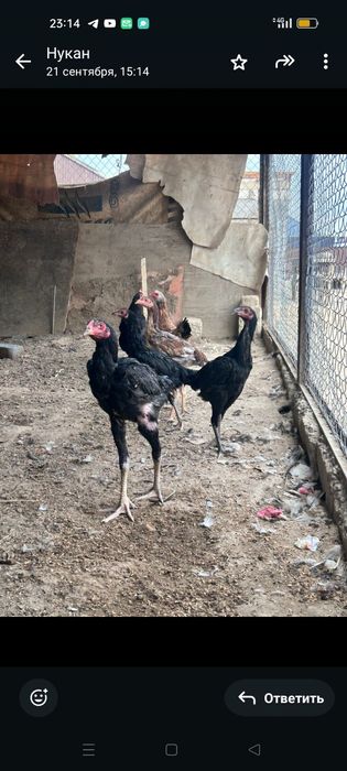 Бойцовский тауык