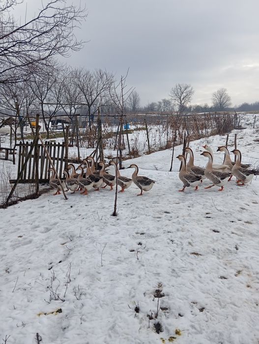Vând gâște Americane! Crescute natural