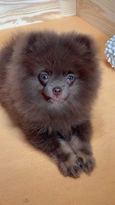pomeranian deosebit cu pedigree