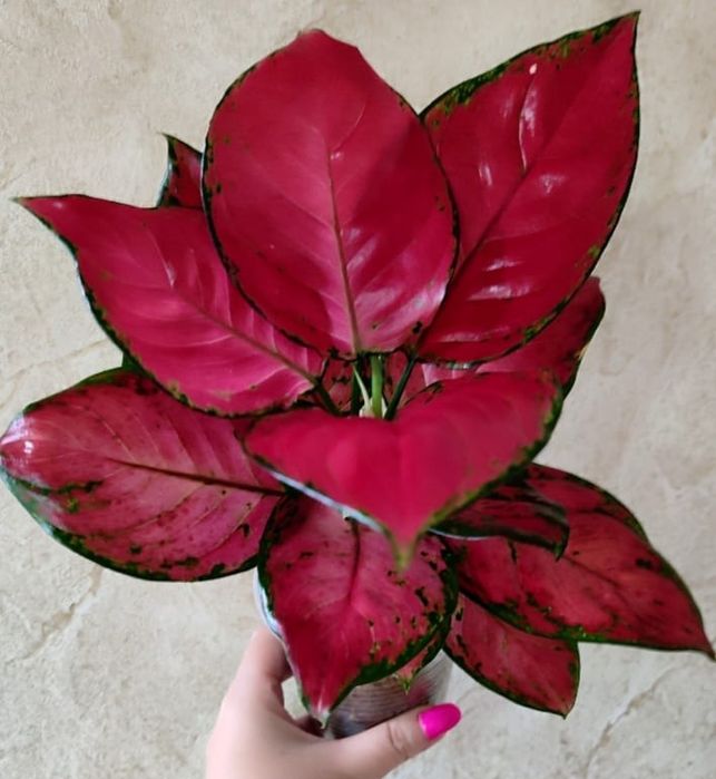 Аглаонема разных сортов