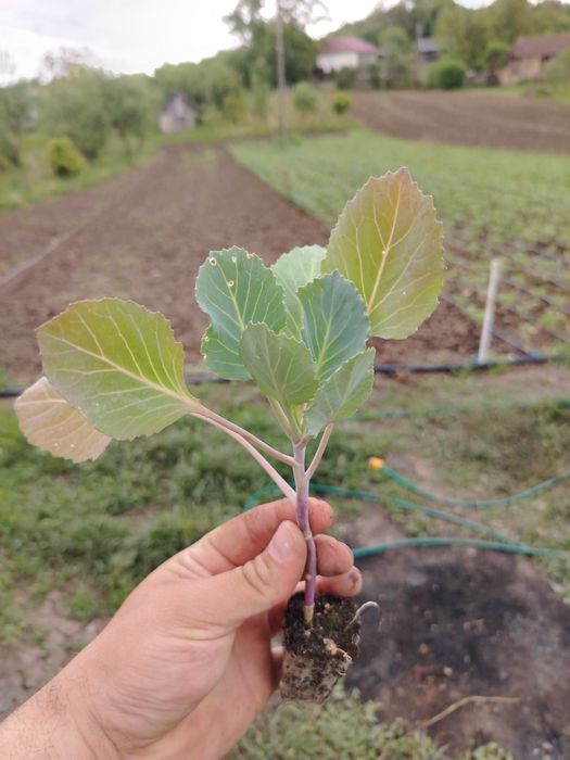 Răsaduri legume soiuri si hibrizi