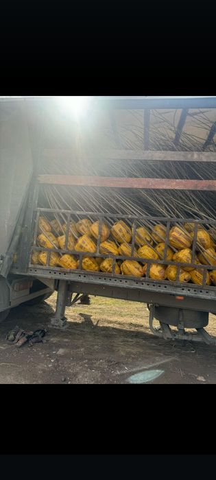 Продаю цаженцы деревя