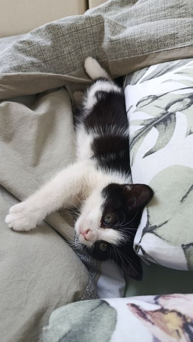 Спасено котенце търси любящ стопанин