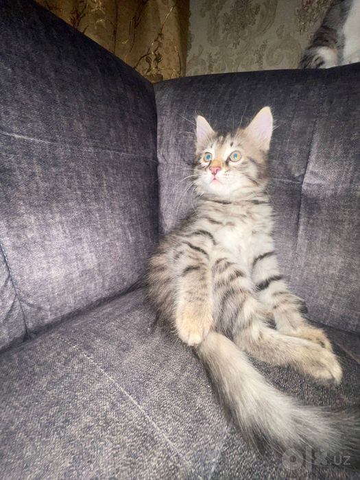 Котята бесплатно