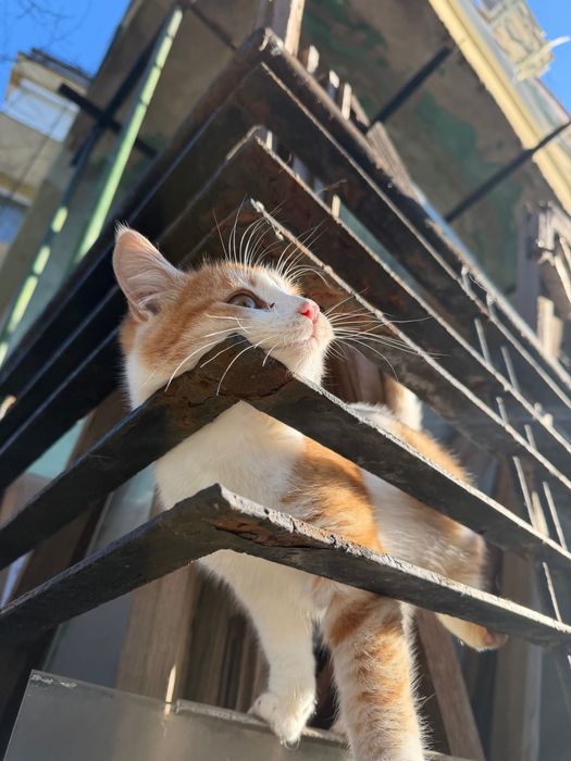 осинови пухкаво котенце