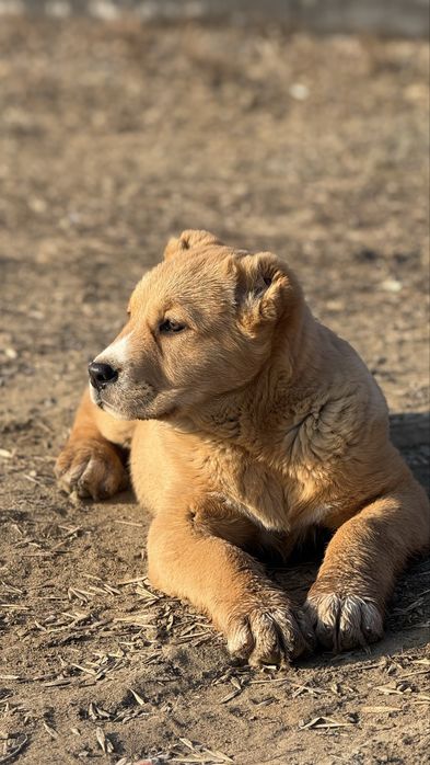 Продам среднеазитскую овчкарку