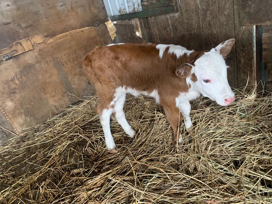 Корова с телочкой, 3 отёла