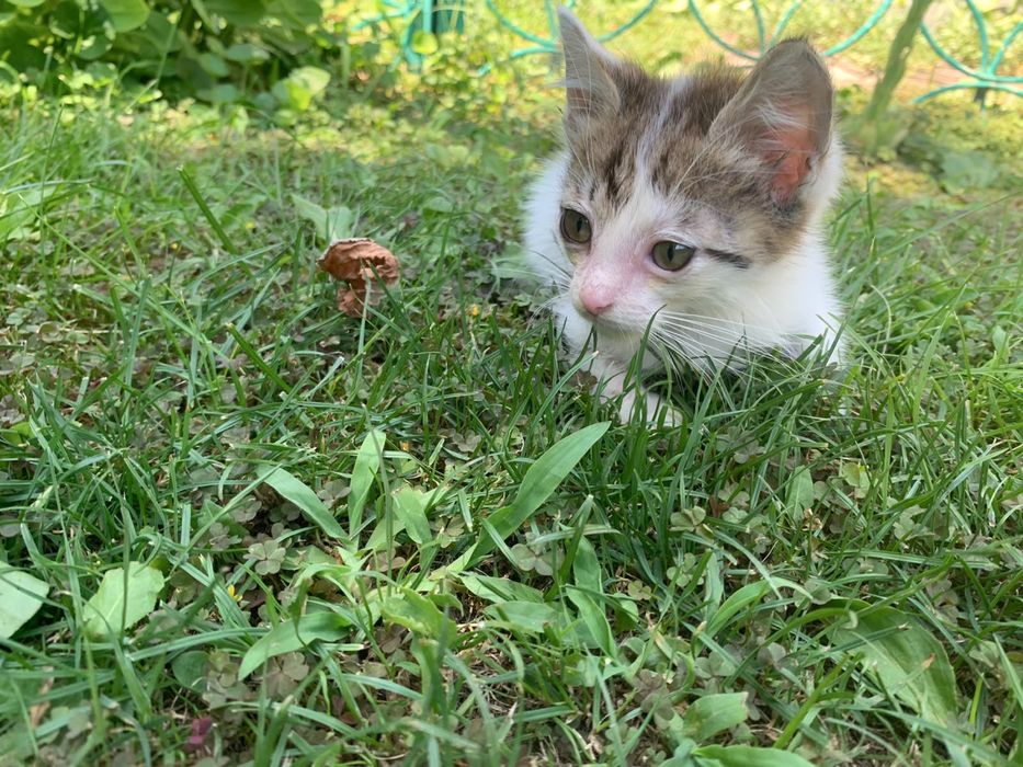 Отдам котенка БЕСПЛАТНО