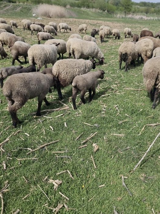 Vând 5 berbecuți Suffolk de prăsilă (cu certificat de origine)