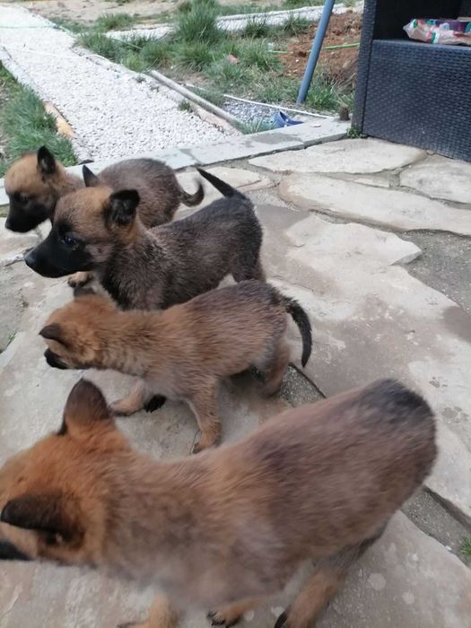 Малки кученца малиноа